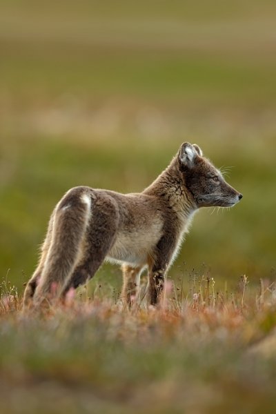 Liška polární (Vulpes lagopus), Liška polární (Vulpes lagopus) Arctic Fox, Autor: Ondřej Prosický | NaturePhoto.cz, Model: Canon EOS-1D X, Objektiv: EF400mm f/2.8L IS II USM, Ohnisková vzdálenost (EQ35mm): 400 mm, fotografováno z ruky, Clona: 4.0, Doba expozice: 1/640 s, ISO: 500, Kompenzace expozice: 0, Blesk: Ne, 25. července 2013 21:36:34, Lyngyaerbyen, Špicberky (Norsko)